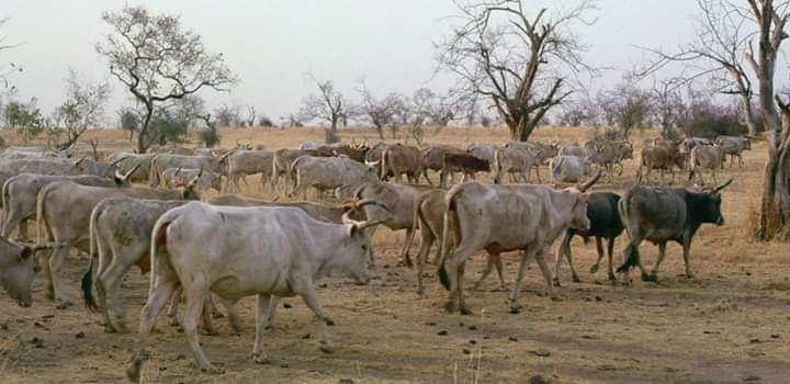 ANSONGO : plus d’une centaine de têtes de vache ont été enlevées à Kaltafoulane.